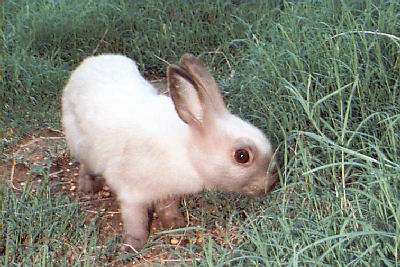 Picture of Brittania Petite Rabbit