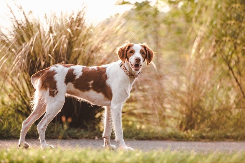Brittany-spaniel-outdoors