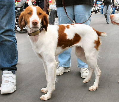 Brittany Spaniel Picture, also called American Brittany and Epagnuel Breton