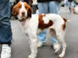 Click for more info on Brittany Spaniel