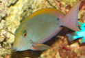 Click for more info on Brown surgeonfish
