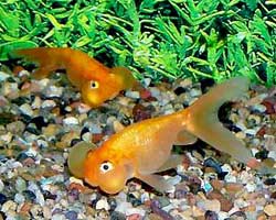 Bubble Eye Goldfish in a group