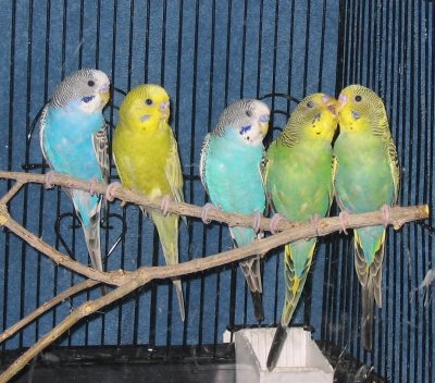 Several different Colored Parakeets