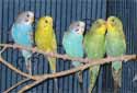 Click for more info on Budgerigars - Parakeets