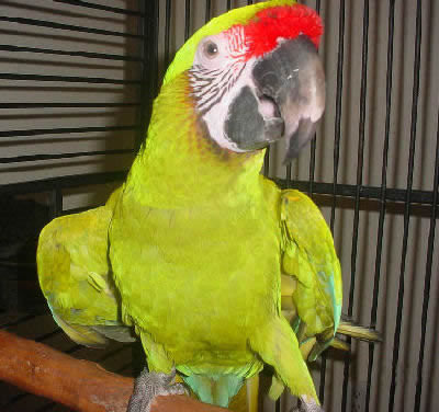 Buffons Macaw, Great Green Macaw, Ara ambiguus