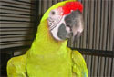 Click for more info on Buffon's Macaw