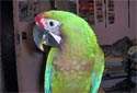 Click for more info on Buffwing Macaw