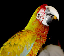 Buffwing Macaw
