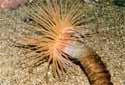 Click for more info on Burrowing Tube Anemone