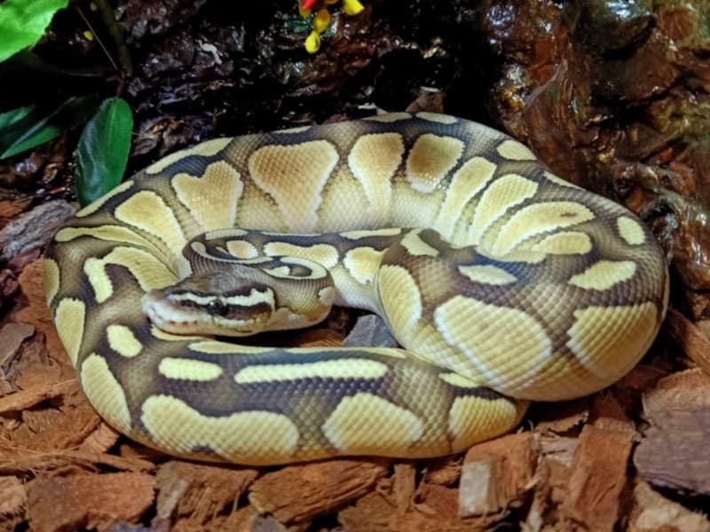 Butter ball python curled up