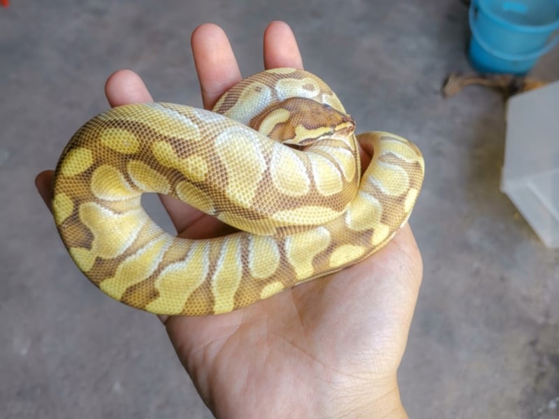Butter ball python on a persons hand