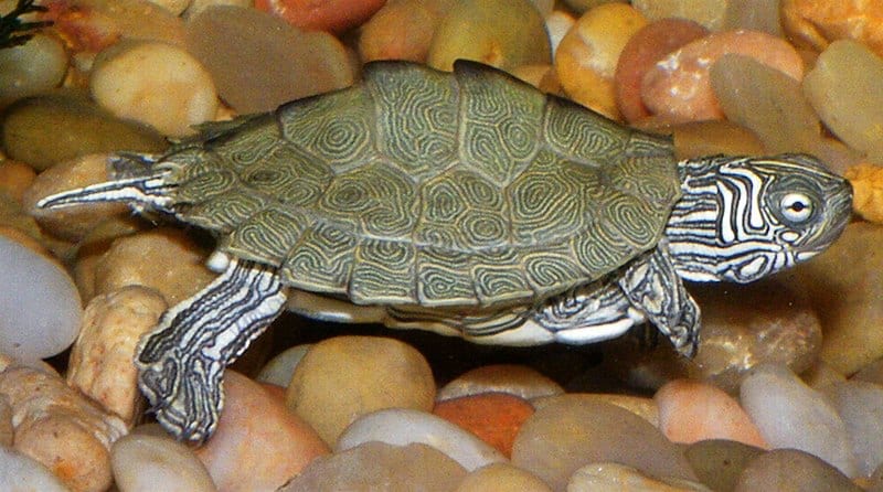 Cagle’s Map Turtle