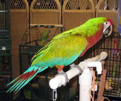Picture of a Calico Macaw, Hybrid Macaws 
