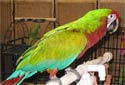 Click for info on the Calico Macaw