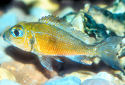 Click for more info on Callochromis macrops