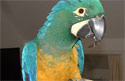 Click for more info on Caloshua Macaw