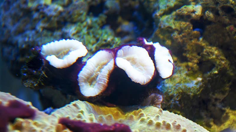 Candy cane coral (Caulastrea echinulata)