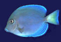 Click for more info on Blue Tang Surgeonfish