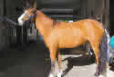 Click for more info on Caspian Horse