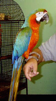 Picture of a Catalina Macaw