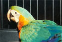 Click for info on the Catalina Macaws