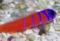 Click to learn about Gobies and Dartfish