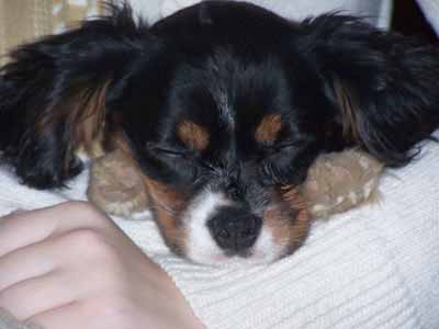 Cavalier King Charles Spaniel picture, also called Cavalier, King Cavalier and Ruby Spaniel