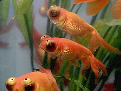 Celestial Eye Goldfish are also called Stargazers