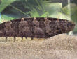 Click for more info on Centipede Knifefish