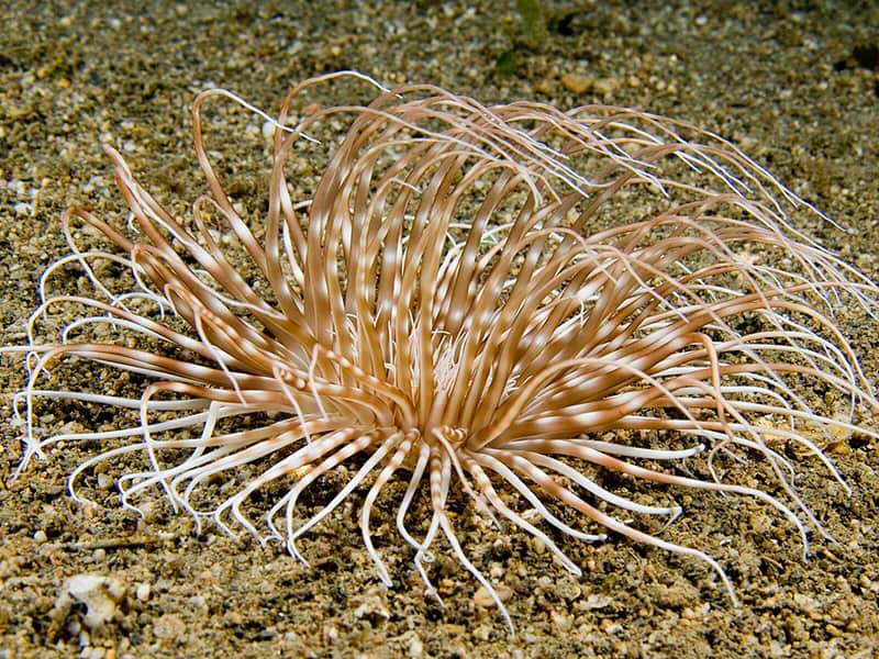 Ceranthidae (Banded tube anemone)