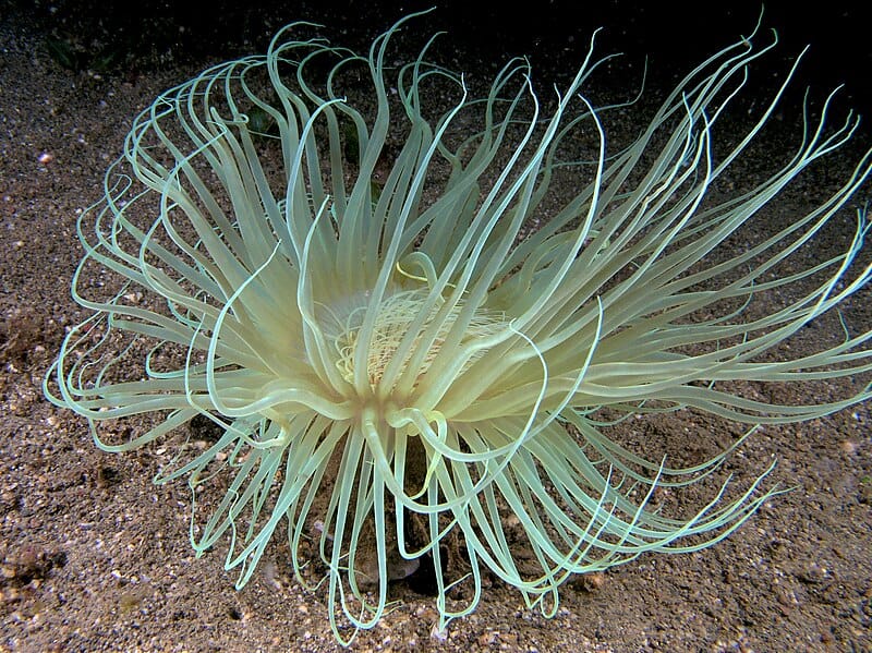 Tube Anemone – Burrowing Sea Anemone