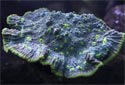 Click for more info on Chalice Coral
