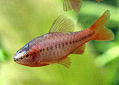 Click for more info on Cherry Barb