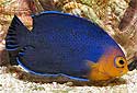Click for more info on Pygmy Angelfish
