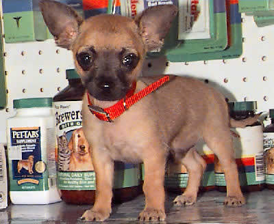 Short-haired Chihuahua Picture, also called Smooth-coat Chihuahua