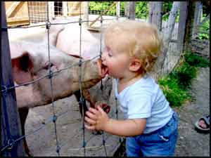 Little boy kissing a pig at the Redneck Petting Zoo
