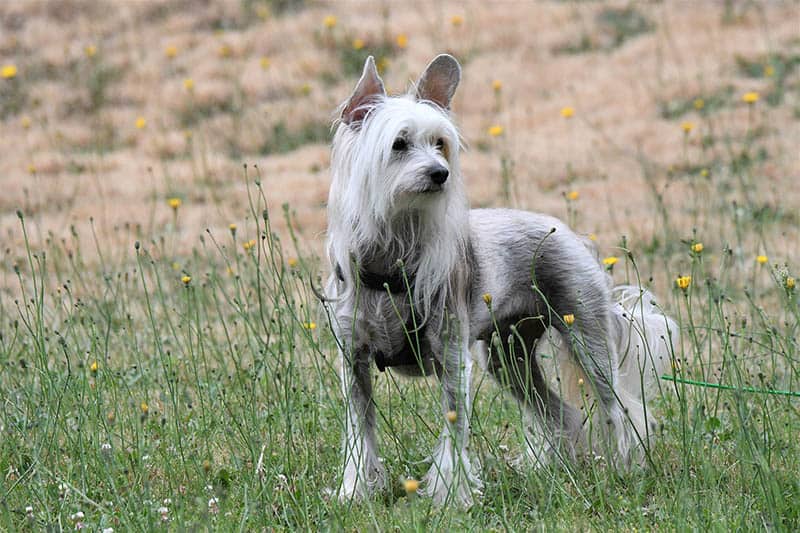 Chinese crested dog pet