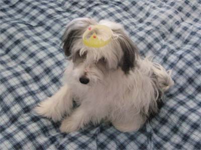 Chinese Crested Powderpuff picture, also called Crested, Powderpuff and Puff