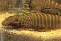 Click for more info on Chinese Zebra Loach
