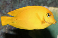 Picture of a Chocolate Tang or Mimic Tang