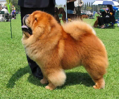 Chow Chow Picture, also called Chow and Songshi Quan
