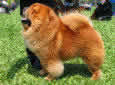 Click for more info on Chow Chow