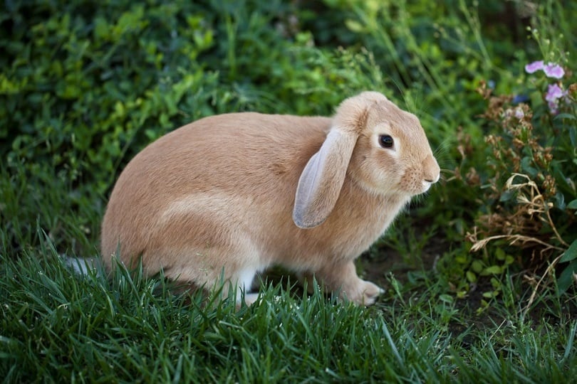 Cinnamon brown bunny rabbit