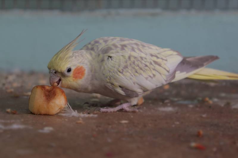 cinnamon pearl cockatiel eating a piece of apple on the floor