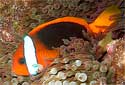 Click for more info on Cinnamon Clownfish