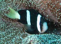 Clarkii Clown Fish or Banded Clownfish with a Saddle Anemone