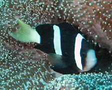 Clark's Anemonefish, Amphiprion clarkii, Black Variety