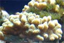Click for more info on Club Finger Coral
