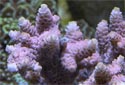 Click for more info on Cluster Coral
