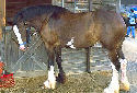 Click for more info on Clydesdale